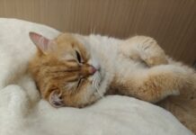 건강한 삶을 위한 첫걸음, 양질의 수면이 중요한 이유 An orange and white cat sleeping on a white blanket