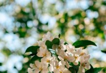 뇌건강 위한 일상 루틴, 작은 변화가 큰 차이를 만든다 Sunlit white apple blossoms against a blurred green background.