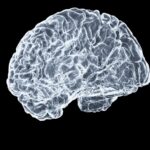 뇌 건강, 일상 속 작은 습관에서 시작된다… 젊은 뇌를 지키는 최신 트렌드 a close up of a human brain on a black background