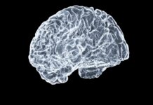 뇌 건강, 일상 속 작은 습관에서 시작된다… 젊은 뇌를 지키는 최신 트렌드 a close up of a human brain on a black background