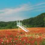 “나를 돌보는 작은 습관의 힘”…일상 속 웰니스 문화 확산 White staircase in a vibrant field of red poppies.