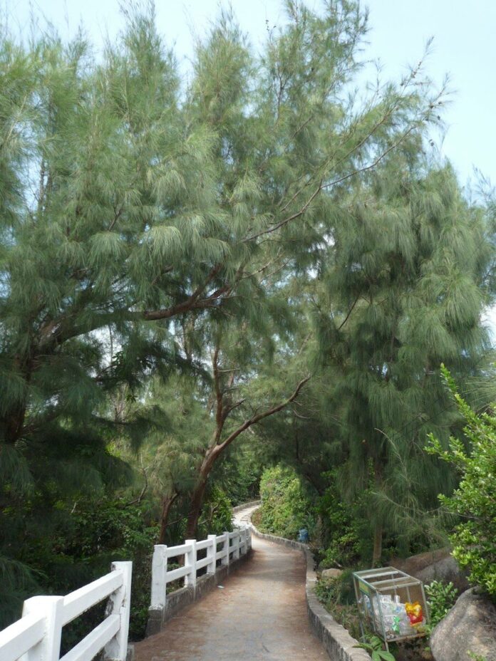 Photo by Jamie Trinh Winding path with a white fence under tall green trees